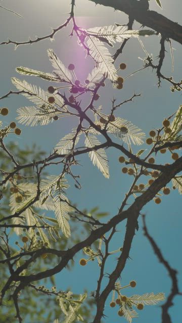 Tree with yellow flowers.