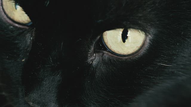 Black cat with yellow eyes.