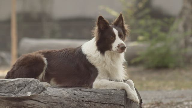 Dog sitting on log.