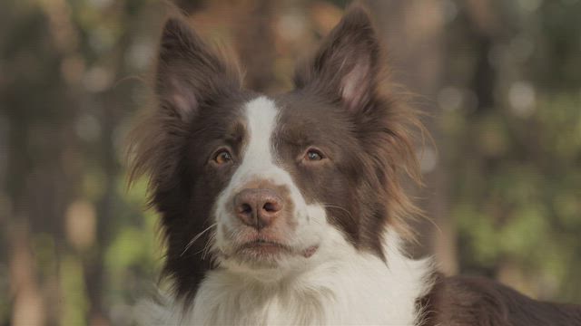 Smiling dog.