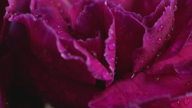 Wet flowers with close up view.