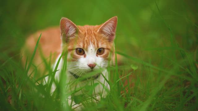 White cat lying among the grasses seen up close.