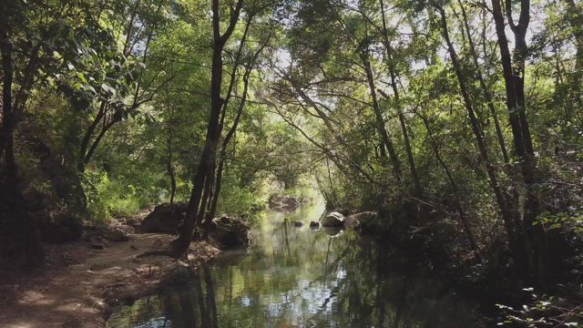 Forest stream in the sunlight.